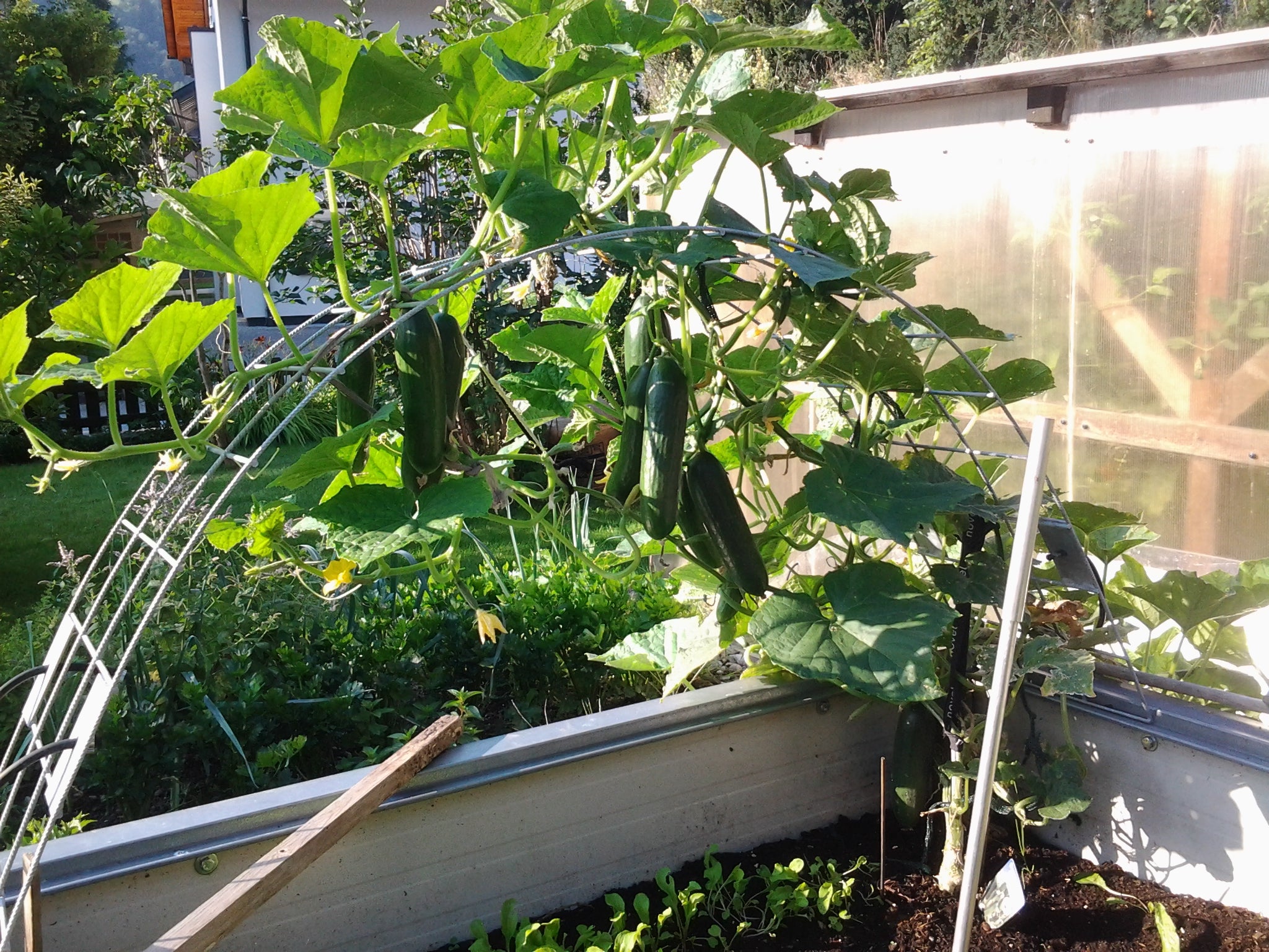 Hochbeet Bepflanzt mit Erntereifen Gurken
