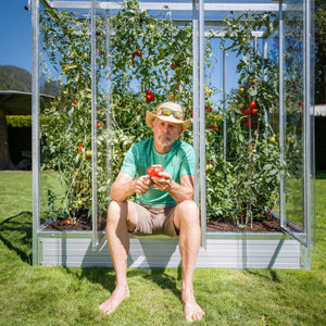 Mann schneidet eine Tomate vor einem Tomatenhaus